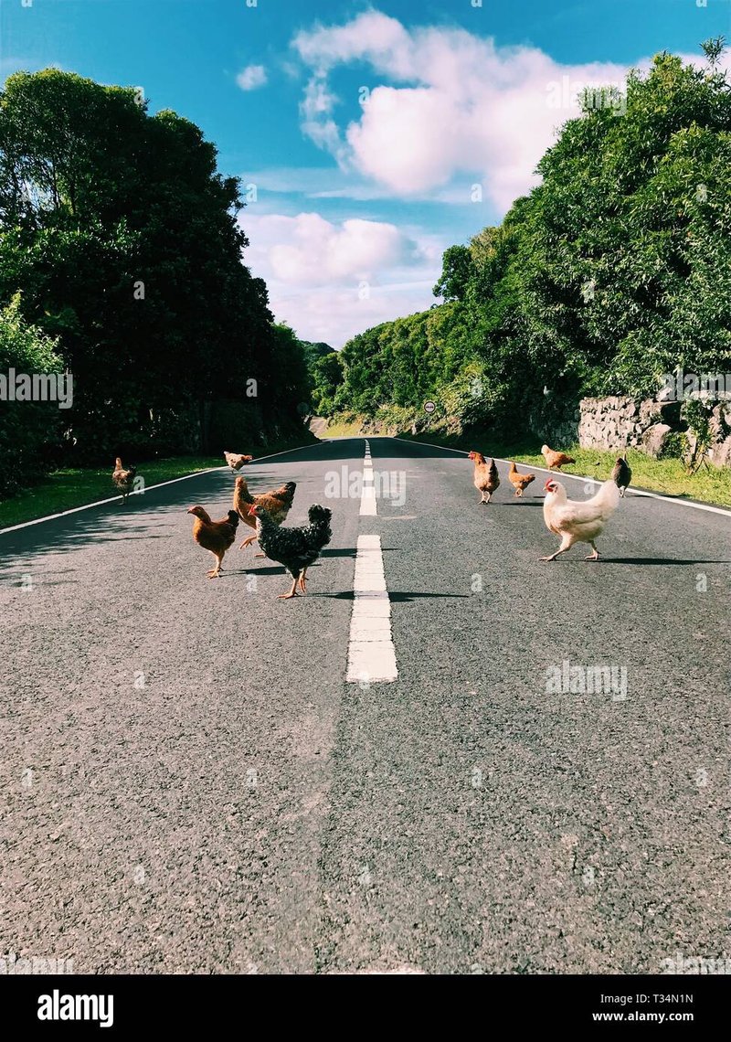 Descubre la Experiencia de Entretenimiento en la Ruta de Pollo en España in Spain